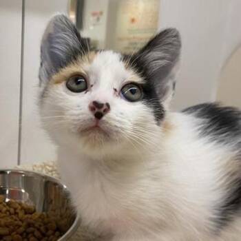 Domestic Short Hair Cats Available for Adoption - Gadget Hackwrench | PetCurious