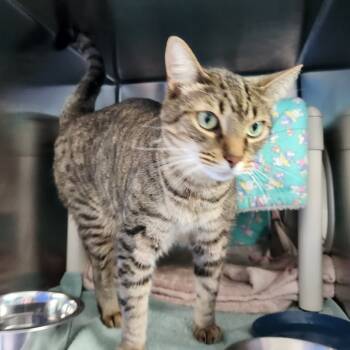 Rescue Domestic Short Hair Cats for Adoption in Walker, Michigan - Rory | PetCurious