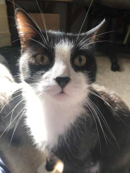 Rescue Domestic Short Hair Cats for Adoption in Spencerville, Ontario - Slyvester | PetCurious