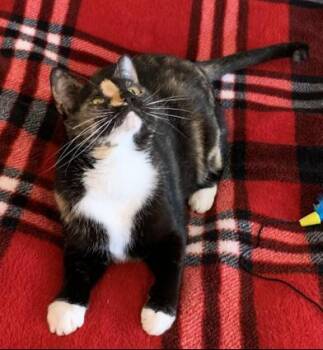 Calico and Domestic Short Hair Cats Available for Adoption - Ripley | PetCurious