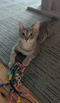 Rescue Domestic Short Hair and Tabby Cats for Adoption in Allentown, Pennsylvania - Graphite | PetCurious