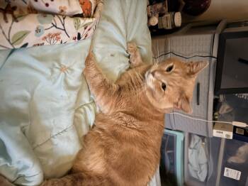 Sonny (FIV) -  Domestic Short Hair Cat for Adoption in Waseca, Minnesota - Sonny (FIV) | PetCurious
