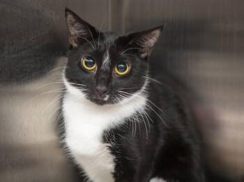 GREMY -  Domestic Short Hair Cat for Adoption in Phoenix, Arizona - GREMY | PetCurious