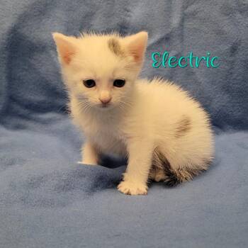 Domestic Short Hair Cats Available for Adoption in Parkersburg, West Virginia - Electric | PetCurious