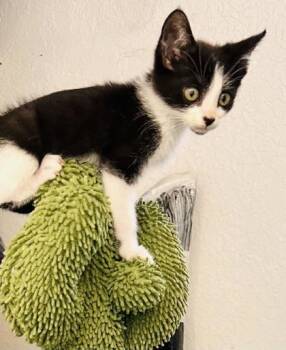 Aldi -  Domestic Short Hair Cat for Adoption in Daytona Beach, Florida - Aldi | PetCurious