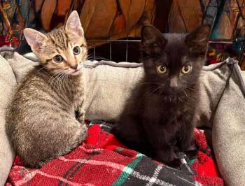 Nyx -  Domestic Long Hair Cat for Adoption in Emporia, Kansas - Nyx | PetCurious