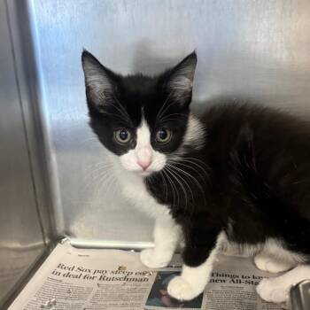 Orcha -  Domestic Short Hair Cat for Adoption in Brockton, Massachusetts - Orcha | PetCurious