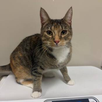 Marbles -  Domestic Short Hair Cat for Adoption in Reno, Nevada - Marbles | PetCurious