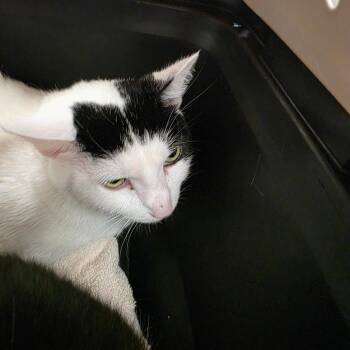 Annie -  Domestic Short Hair Cat for Adoption in Watertown, New York - Annie | PetCurious
