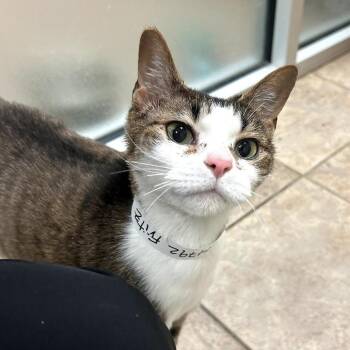 Domestic Short Hair Cats Available for Adoption - Fritz | PetCurious