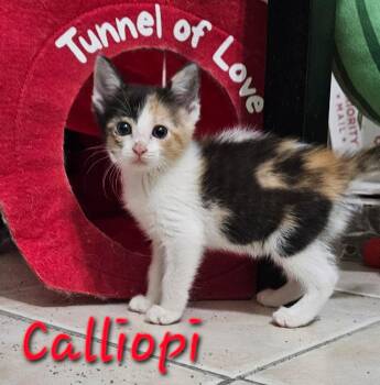 Calliope -  Domestic Short Hair Cat for Adoption in Plano, Texas - Calliope | PetCurious