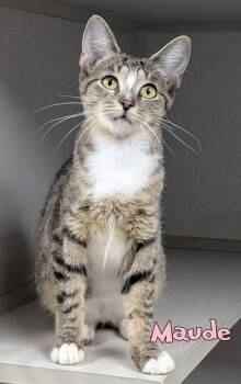 Maude -  Domestic Short Hair Cat for Adoption in Mason, Michigan - Maude | PetCurious