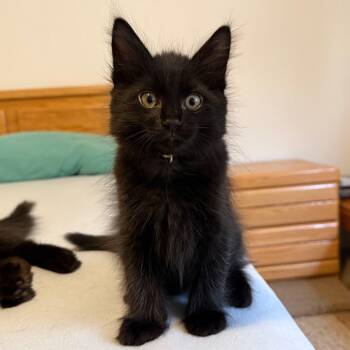 Obsidian -  Domestic Medium Hair Cat for Adoption in Renton, Washington - Obsidian | PetCurious