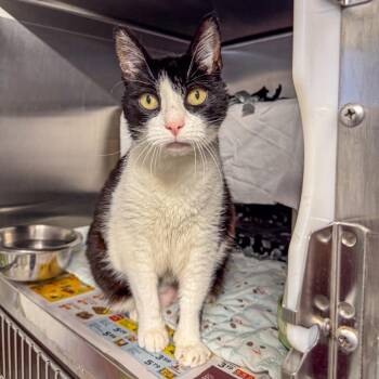 Vera -  Domestic Short Hair Cat for Adoption in Kennebunk, Maine - Vera | PetCurious