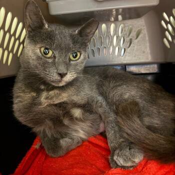 Bogie -  Domestic Short Hair Cat for Adoption in Fairport, New York - Bogie | PetCurious