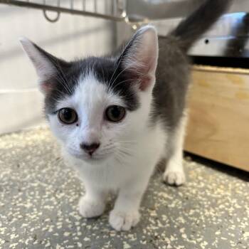Fauna -  Domestic Short Hair Cat for Adoption in North Haven, Connecticut - Fauna | PetCurious