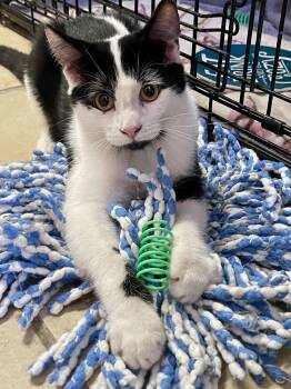 Rescue Domestic Short Hair Cats for Adoption in Lacon, Illinois - Everest | PetCurious