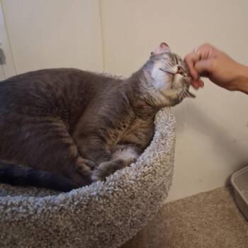 Majin — The Tabby Who Outsmarted Life