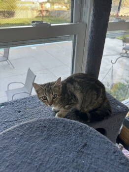 Rescue Domestic Short Hair Cats for Adoption in Virginia Beach, Virginia - Emi | PetCurious