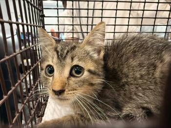 A1269733 -  Domestic Short Hair Cat for Adoption in Charlotte, North Carolina - A1269733 | PetCurious