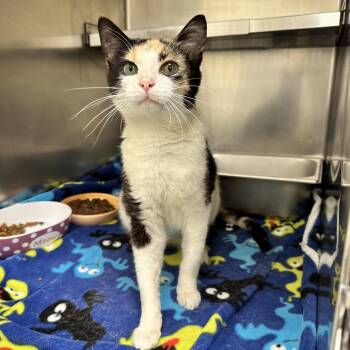 Hazel -  Domestic Short Hair Cat for Adoption in New York, New York - Hazel | PetCurious
