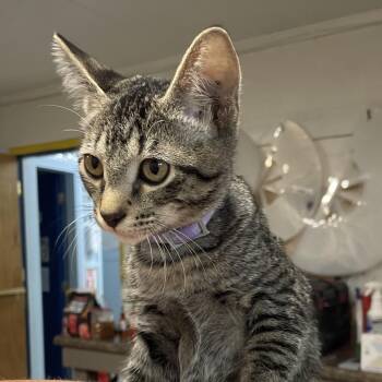 Spatz -  Domestic Short Hair Cat for Adoption in Eureka Springs, Arkansas - Spatz | PetCurious