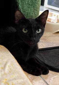 Maple 3.20.25 (med waiver) -  Domestic Short Hair Cat for Adoption in Apopka, Florida - Maple 3.20.25 (med Waiver) | PetCurious