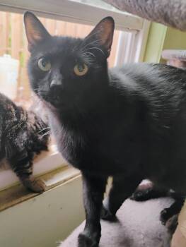 Rescue Domestic Short Hair Cats for Adoption in Scotland Neck, North Carolina - Ash | PetCurious