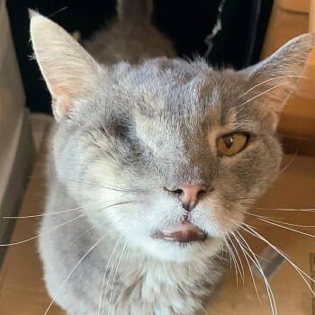 Marble -  Domestic Short Hair Cat for Adoption in Kansas City, Missouri - Marble | PetCurious