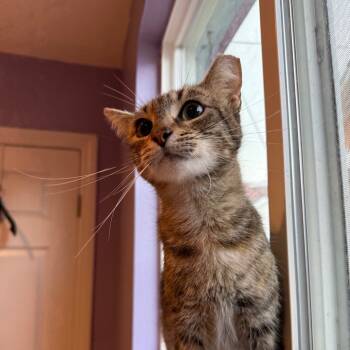 Rescue Domestic Short Hair Cats for Adoption in Los Angeles, California - Tigress | PetCurious
