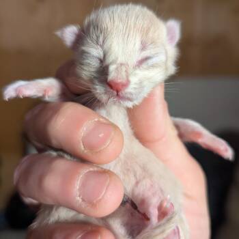 Buttercup -  Domestic Short Hair Cat for Adoption in Wilmington, Delaware - Buttercup | PetCurious