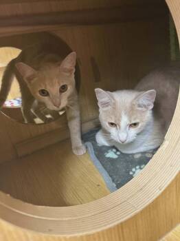 Hopscotch -  Domestic Short Hair Cat for Adoption in Wheaton, Illinois - Hopscotch | PetCurious