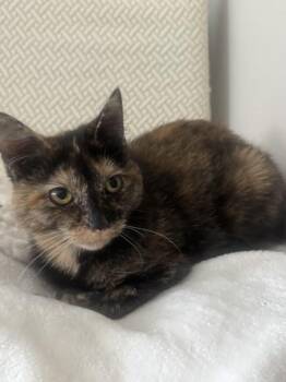 Yves -  Domestic Short Hair Cat for Adoption in Liverpool, Texas - Yves | PetCurious