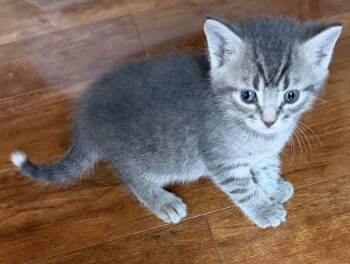 Domestic Short Hair Cats Available for Adoption in Williamsville, New York - Wilbur  | PetCurious