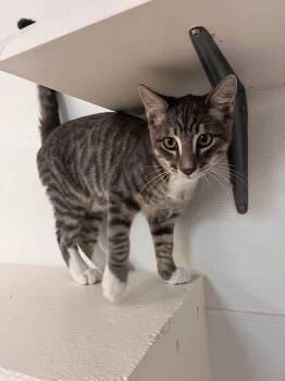 Kitten 27879 (Sven) -  Tabby Cat for Adoption in Parlier, California - Kitten 27879 (Sven) | PetCurious