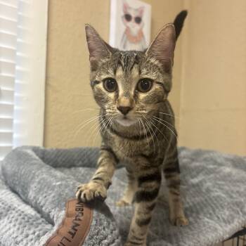 Bao -  Domestic Short Hair Cat for Adoption in Statesboro, Georgia - Bao | PetCurious