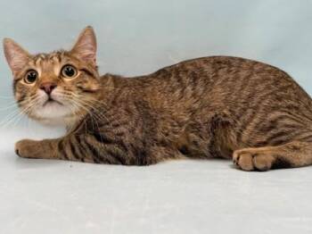Gorm -  Domestic Short Hair Cat for Adoption in Minneapolis, Minnesota - Gorm | PetCurious