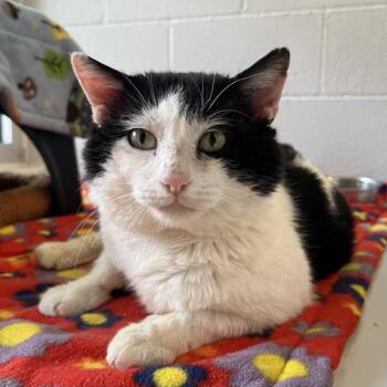 Domestic Short Hair Cats Available for Adoption in Silverdale, Washington - Telly | PetCurious