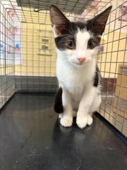 COOKIE -  Domestic Short Hair Cat for Adoption in Fort Myers, Florida - COOKIE | PetCurious