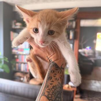 Potion -  Domestic Medium Hair Cat for Adoption in Matteson, Illinois - Potion | PetCurious