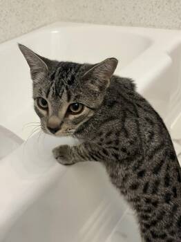 Rafi -  Domestic Short Hair Cat for Adoption in Denver, Colorado - Rafi | PetCurious