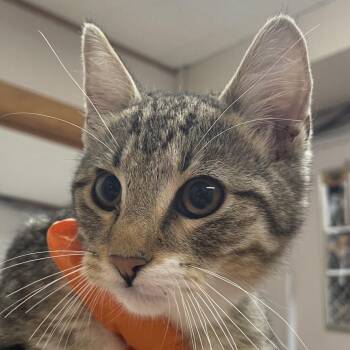 Domestic Short Hair Cats Available for Adoption in Green Forest, Arkansas - Trucker | PetCurious