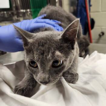 Salami -  Domestic Short Hair Cat for Adoption in Charlottesville, Virginia - Salami | PetCurious
