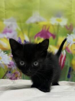 Domestic Short Hair Cats Available for Adoption in San Antonio, Texas - Boysenberry | PetCurious