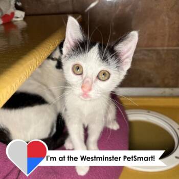 Uptown Girl -  Domestic Short Hair Cat for Adoption in Fort Collins, Colorado - Uptown Girl | PetCurious