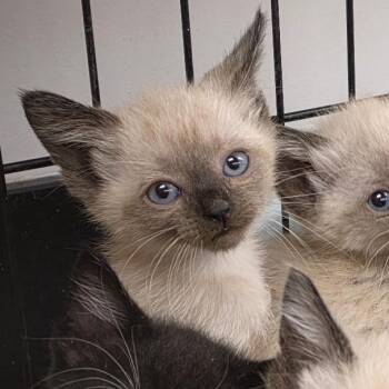 Chai -  Domestic Short Hair Cat for Adoption in Canton, North Carolina - Chai | PetCurious