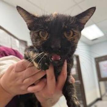 Mavey -  Domestic Short Hair Cat for Adoption in Durango, Colorado - Mavey | PetCurious