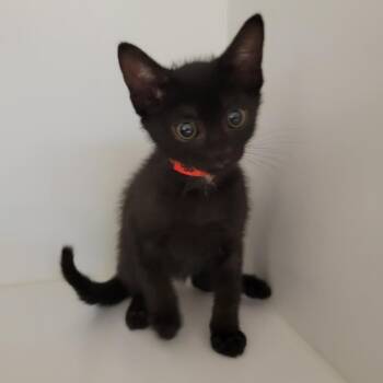Domestic Short Hair Cats Available for Adoption in Phoenix, Arizona - Scraps | PetCurious