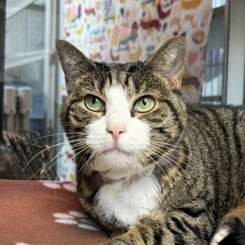 Rescue Domestic Short Hair Cats for Adoption in West Milford, New Jersey - Miss Kitty | PetCurious