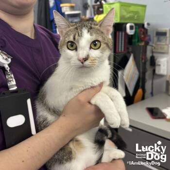 Domestic Short Hair Cats Available for Adoption in Washington, District Of Columbia - Jersey | PetCurious